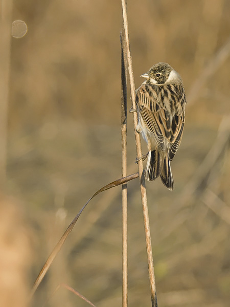 Pajusirkku, Common Reed Bunting, Emberiza schoeniclus